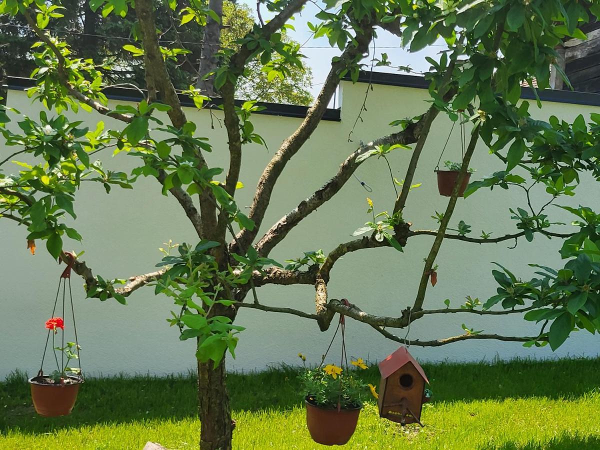 Vila Jovana Vrdnik Ngoại thất bức ảnh