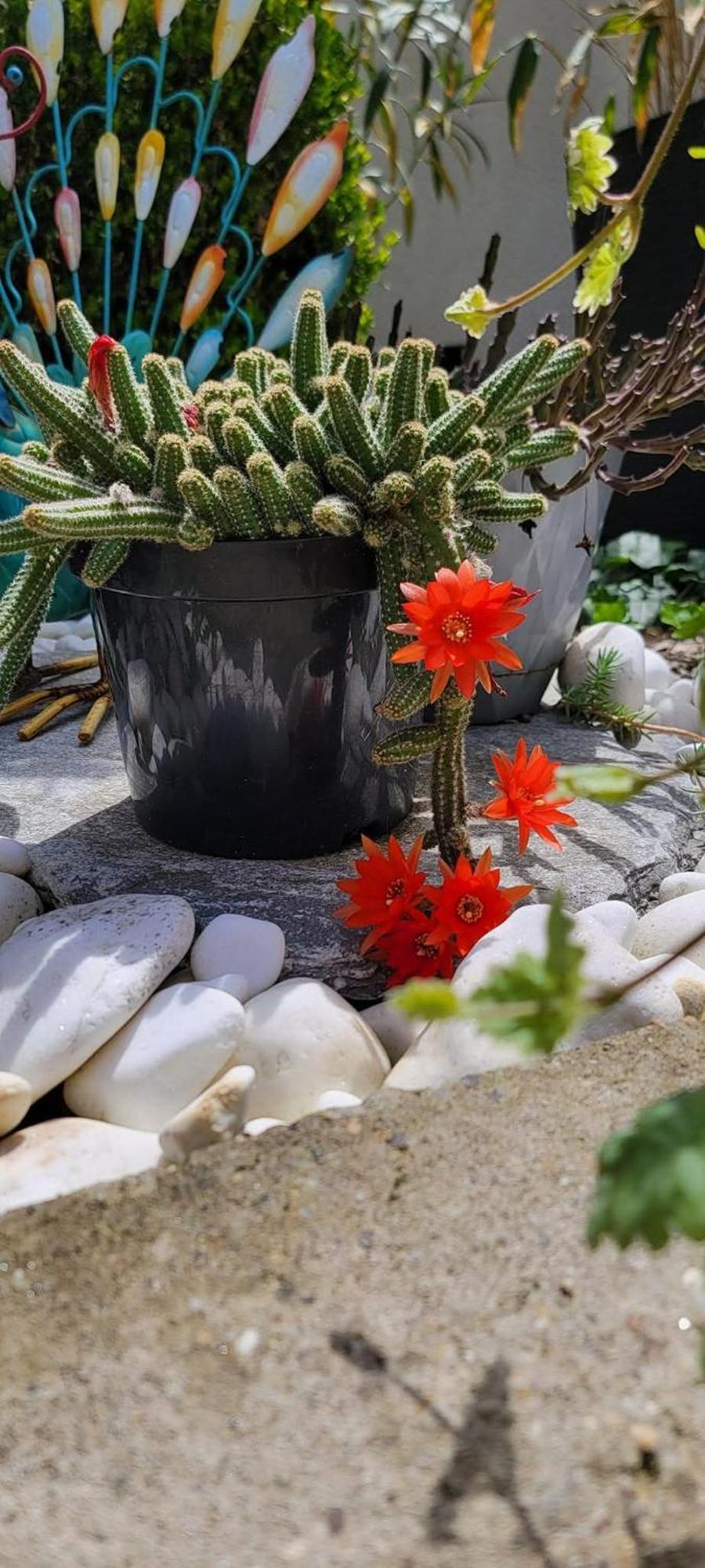 Vila Jovana Vrdnik Ngoại thất bức ảnh